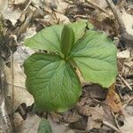 Trillium grandiflorum List