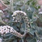 Heliotropium hirsutissimum Flower