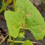 Cyclanthera brachystachya Leaf