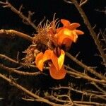 Erythrina caffra പുഷ്പം