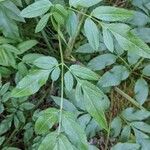 Angelica razulii Leaf