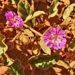 Allionia incarnata Flower