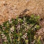 Heuchera rubescens Celota