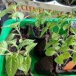Capsicum pubescens Hoja