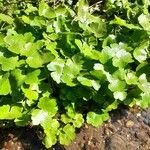 Hydrocotyle ranunculoides Habit