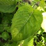 Strobilanthes attenuata Leaf