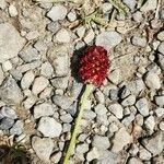 Sanguisorba officinalisFlor