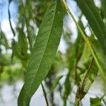 Salix × pendulina Hoja