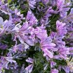 Vicia dalmatica Flower