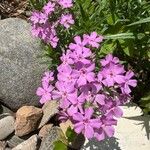 Phlox pilosa Flor