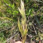 Bromus lanceolatus 花