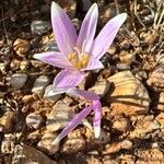 Colchicum longifolium Flower