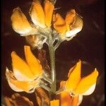 Lupinus croceus Flower