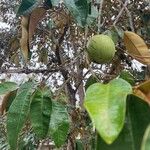 Chrysophyllum cainito Hoja