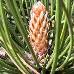 Pinus heldreichii Цвят