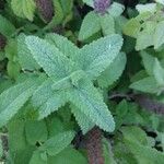 Teucrium hircanicum Leaf