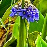 Pontederia hastata 花