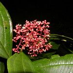 Miconia ligulata 花