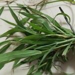 Digitaria sanguinalis Лист