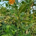 Cestrum parqui অভ্যাস