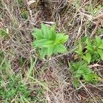 Baccharis punctulata List