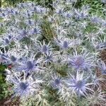 Eryngium planum موطن