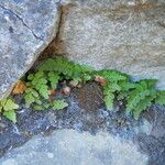 Polypodium amorphum Habit