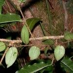 Microgramma reptans Máis