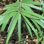 Podocarpus neriifolius Листок