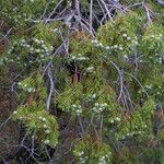 Juniperus deppeana Habit