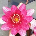 Nymphaea candida Flower