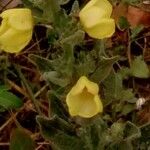 Verbascum thapsus Flor