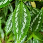 Strobilanthes hamiltonianus Leaf