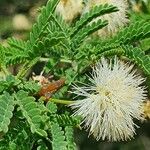 Acacia etbaica Floare