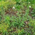 Silene dichotoma Habitus