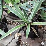 Agave vivipara 葉