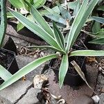 Agave vivipara Leaf