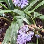 Hyacinthoides italica Flor