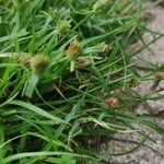 Cyperus brevifolius 葉