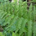 Dryopteris carthusiana برگ