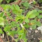 Rosa spinosissima Leaf