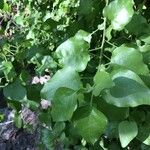 Withania frutescens Leaf