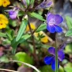 Collinsia parviflora Folha