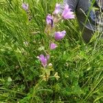 Malva sylvestrisHostoa