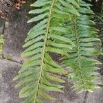 Polystichum acrostichoides ഇല