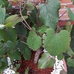 Vitis californica برگ