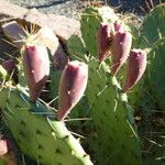 Opuntia macrorhiza Plod