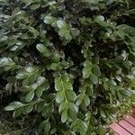 Buxus sempervirens 葉