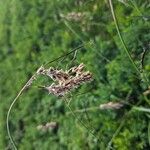 Luzula pediformis Flower