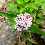 Valeriana tripteris Virág